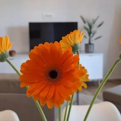 Apartment GA-JA