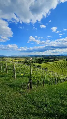 a vineyard with a fence in a green field at Country House Srček in Bizeljsko