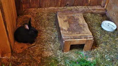 a black rabbit sitting in hay next to a wooden bench at Lodge Bled in Bled