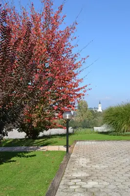 a tree with red leaves next to a brick sidewalk at Mini Hotel in Škofja Loka