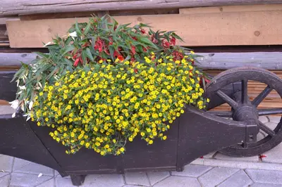 a flower pot on a wheelbarrow with yellow flowers at Mini Hotel in Škofja Loka
