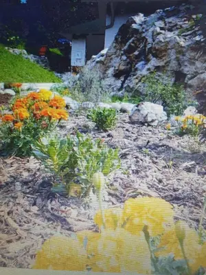 a garden with orange and yellow flowers and rocks at Apartment with one room-LUCIA in Selo