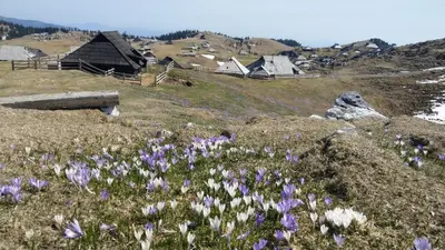 a field of flowers on a hill with houses at Chalet Pehta Velika Planina in Stahovica