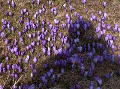 a bunch of purple flowers in the grass at Chalet Pehta Velika Planina in Stahovica