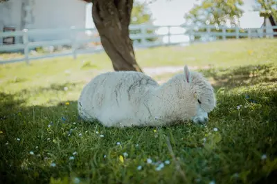 a white lamb laying in the grass next to a tree at Carolina Luxury Stay in Rogašovci