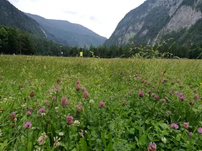 a field of flowers with mountains in the background at Turisticna Kmetija Psnak in Mojstrana