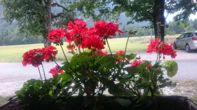 a bunch of red flowers in a pot on a window at Turisticna Kmetija Psnak in Mojstrana