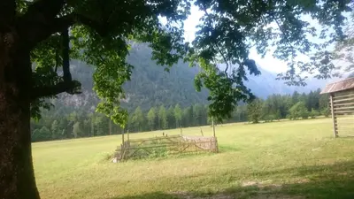 a field with a fence in the middle of a tree at Turisticna Kmetija Psnak in Mojstrana