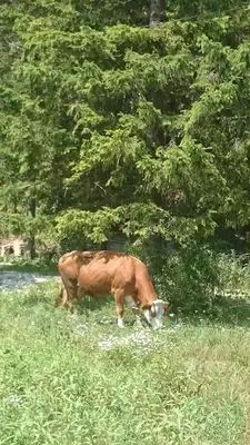 a brown cow grazing in a field of grass at Turisticna Kmetija Psnak in Mojstrana