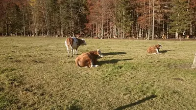 a cow and two dogs sitting in a field at Turisticna Kmetija Psnak in Mojstrana