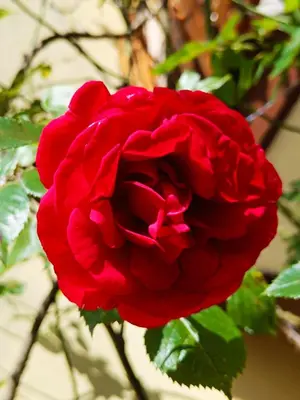a red rose with green leaves on it at Holiday Home Kristi in Bovec
