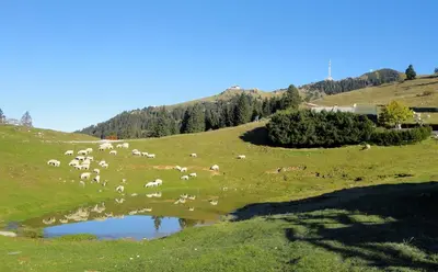 a herd of sheep on a grassy hill with a pond at Apartments Krvavec in Cerklje na Gorenjskem