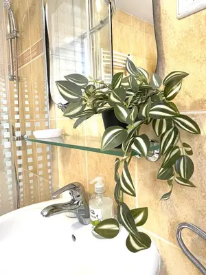 a plant sitting on top of a bathroom sink at Topel dom v središču mesta 2 in Maribor