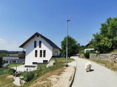 a white dog walking down a road in front of a house at Apartma Lipa in Veliki Gaber