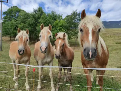 a group of horses standing next to a fence at Smrekarjeva Domačija in Postojna