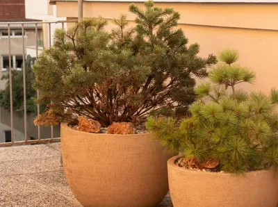 two potted plants sitting next to each other at Pinia City Centre Modern Studio with Shared Bathroom in Ljubljana