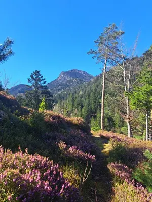 a trail in the mountains with flowers on a hill at Na Rebri in Luče
