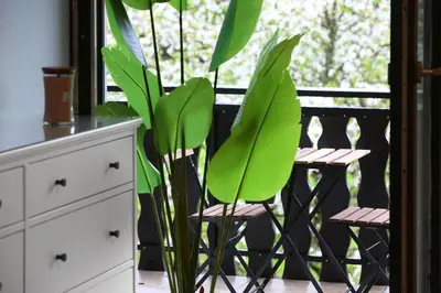 a plant sitting on a chair next to a window at Sunset Valley Apartments and Rooms in Bohinj