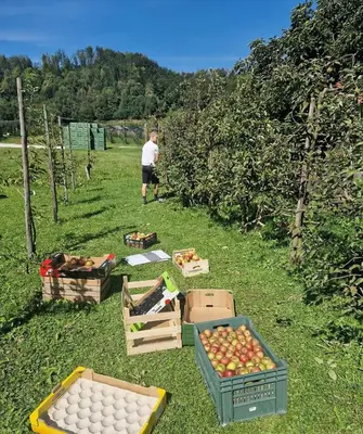 a man standing in an apple orchard with boxes of apples at Gala Lenassi in Kamnik