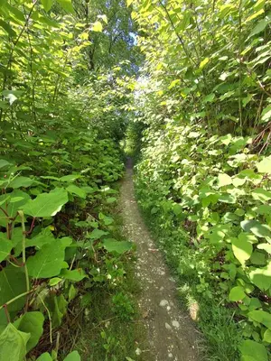 a path in the middle of a lush green forest at LAND FOR YOUR TENT NEXT TO A RIVER WITH A GARDEN SHACK ROOM you get two bicycles for amazing views and two water floats for a nice river run USE THE LOCATION NOT THE ADDRESS TO GET HERE bathroom is a bit different so check YouTube video RiverRunDusko in Ljubljana