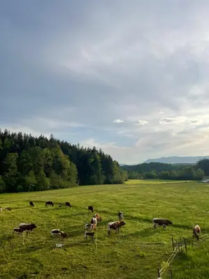 a herd of cows grazing in a field at Apartment Tanja 3 Bedroom, Mountain View & Family Stay in Golnik