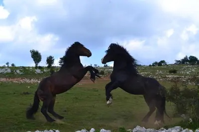 two horses standing on their hind legs in a field at Farm Stay Peternelj in Ilirska Bistrica