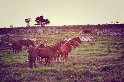 a group of horses standing in a field at Farm Stay Peternelj in Ilirska Bistrica