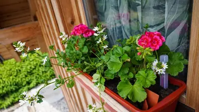 a pot of flowers sitting on a window sill at Glamping Avantura- a natural getaway by the Kolpa River in Kostel