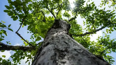 a tall tree looking up into the sky at Glamping Avantura- a natural getaway by the Kolpa River in Kostel