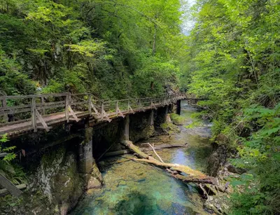 a wooden bridge over a river in a forest at Glamping Avantura- a natural getaway by the Kolpa River in Kostel