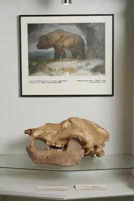 a skull of a bear on a shelf under a picture at Guest House and Museum Firšt in Solčava