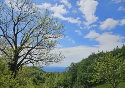 a tree sitting on top of a lush green hill at Wellba Holiday Home Otlica in Ajdovščina