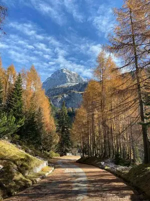 a dirt road with trees and a mountain in the background at Apartma Lina in Bovec