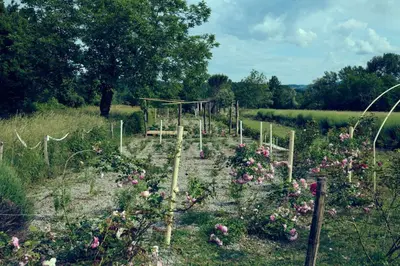 a garden of flowers in a field at mobile house on a herbs farm in Ajdovščina