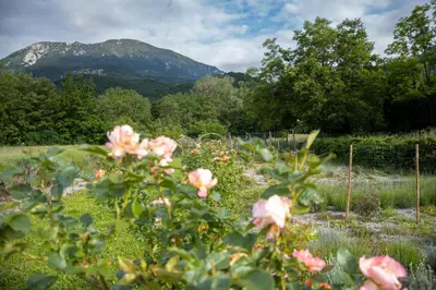 a field of pink flowers with a mountain in the background at mobile house on a herbs farm in Ajdovščina