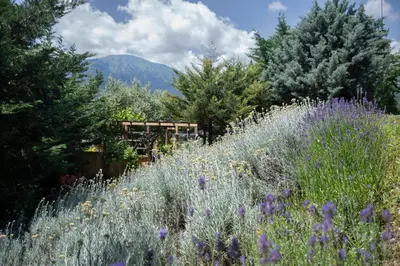 a field of purple flowers and trees with a bench at mobile house on a herbs farm in Ajdovščina
