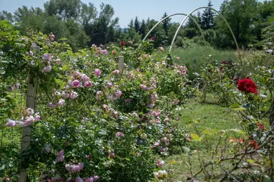 a garden with pink roses and other flowers at mobile house on a herbs farm in Ajdovščina