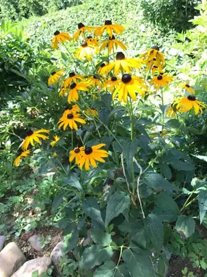 a group of yellow flowers in a garden at Wine & Nature & Tour in Ptuj
