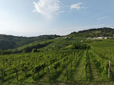 a view of a vineyard in the hills at Grad Kojsko in Kojsko