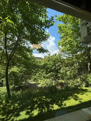a view of a yard with trees and grass at Piece of Heaven in Zgornje Gorje