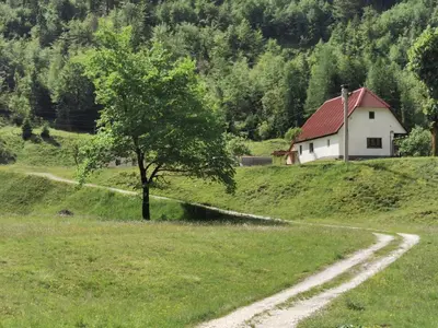 a tree in the middle of a field with a house at Idina domačija in Trenta