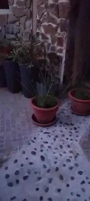 two potted plants sitting on a tiled floor at CAMP THEA, Glamping tent yurtas in Rose resort in Mrše