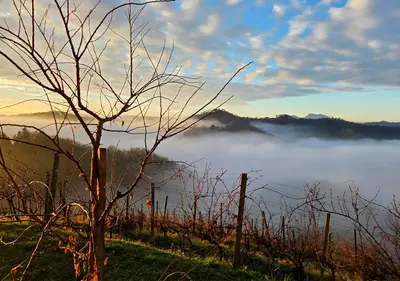 a view of a foggy valley with a tree and a fence at Gold Wine Estate in Podlehnik