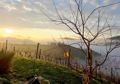 a vineyard with a fence and a field with fog at Gold Wine Estate in Podlehnik