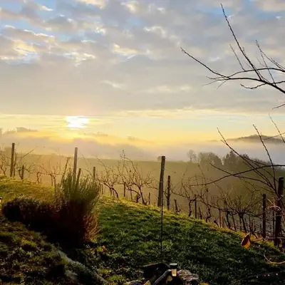 Gold Wine Estate