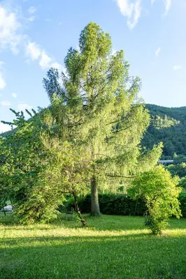 a tree in the middle of a grass field at Apartma pod macesnom in Jesenice
