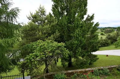 two trees in a yard next to a fence at Sobe in apartma Portus in Rakek
