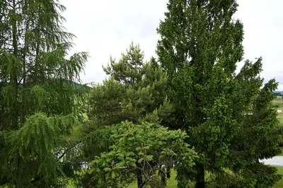 a group of trees standing next to each other at Sobe in apartma Portus in Rakek