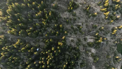 an overhead view of a forest with trees at Peak & Pause in Bistrica pri Limbušu