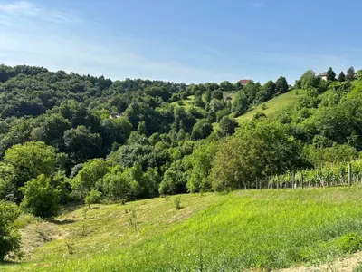 a green hillside with trees in the distance at Apartment Haloze in Videm pri Ptuju